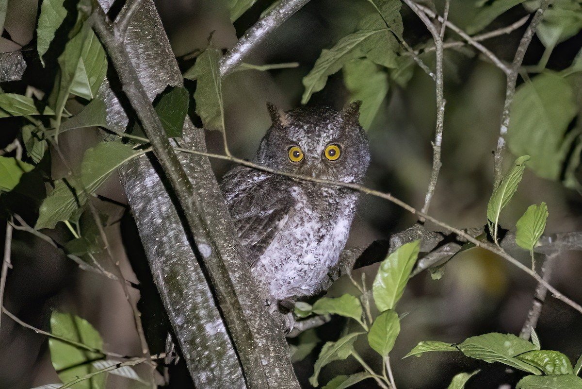 Luzon Scops-Owl - ML634946469