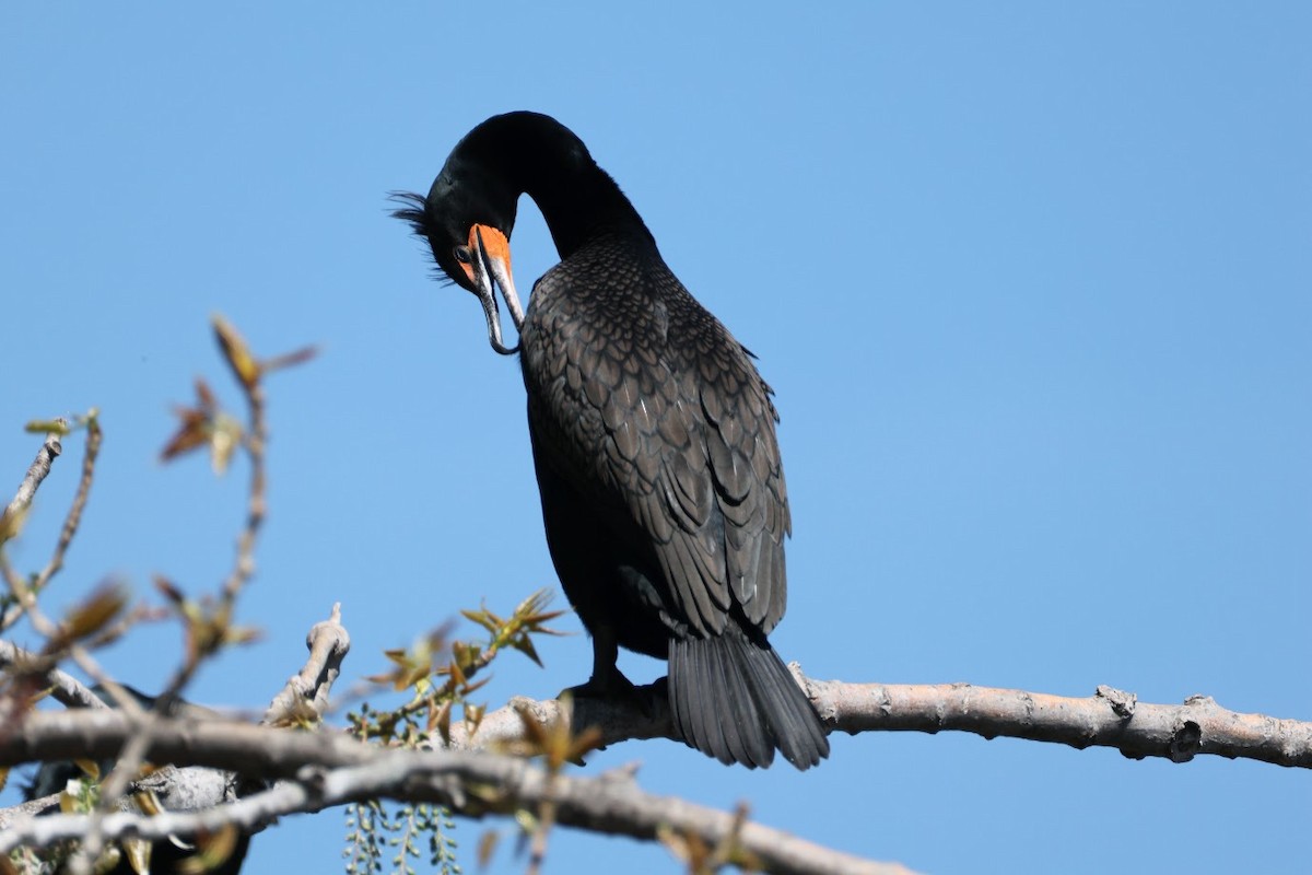 Double-crested Cormorant - ML634946590