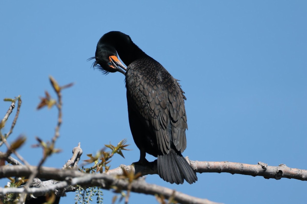 Double-crested Cormorant - ML634946591