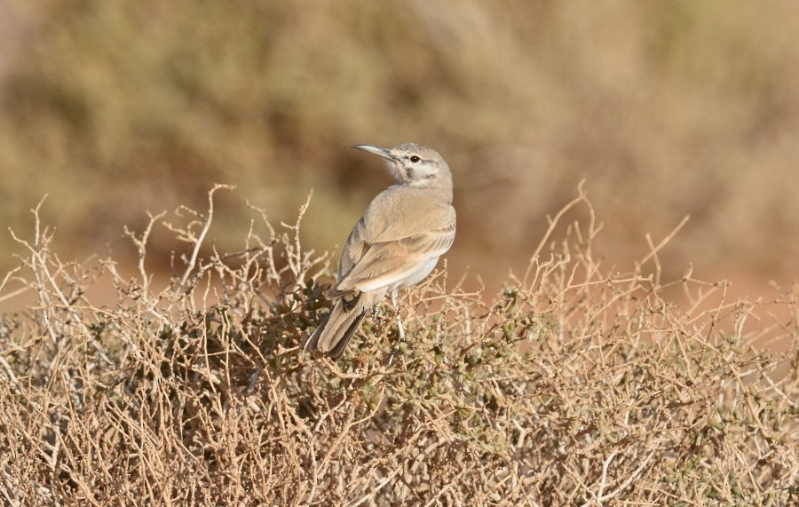 Greater Hoopoe-Lark (Mainland) - ML634946596