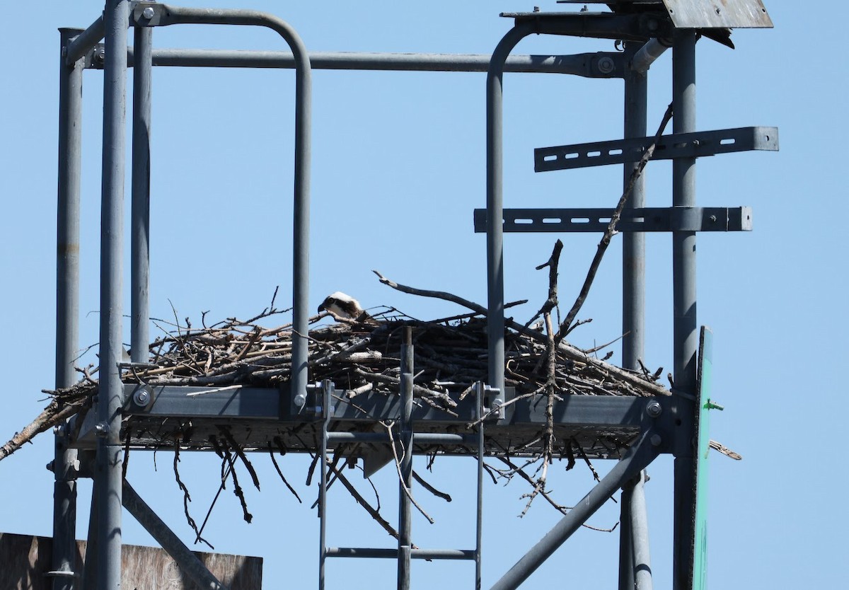 Osprey (American) - ML634946597