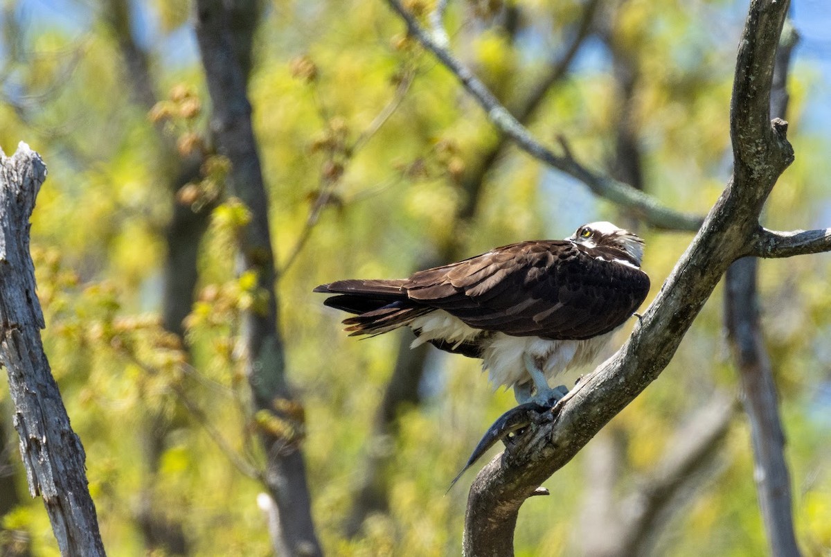 Osprey (American) - ML634946598