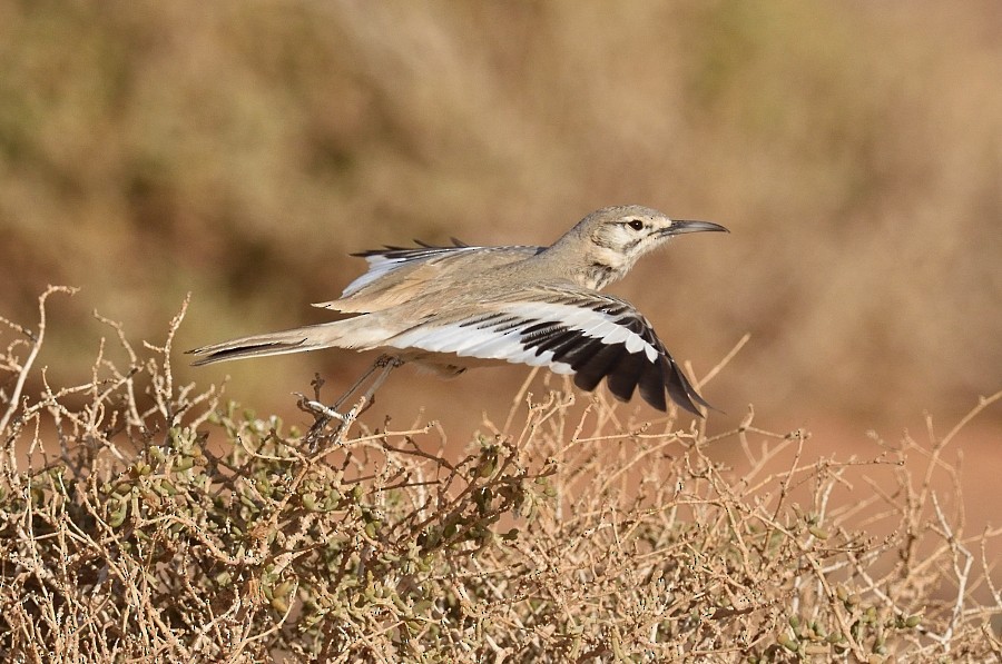 Greater Hoopoe-Lark (Mainland) - ML634946601