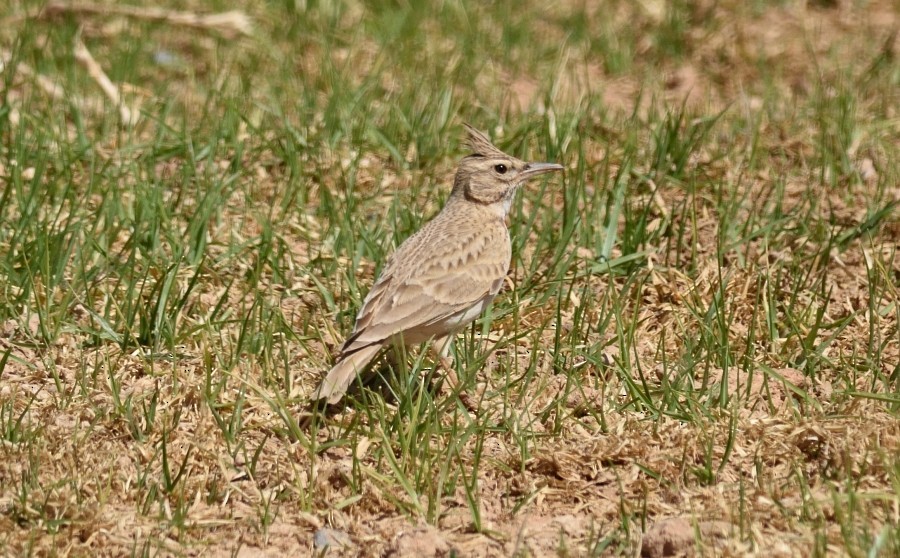 Crested Lark (Maghreb) - ML634946608