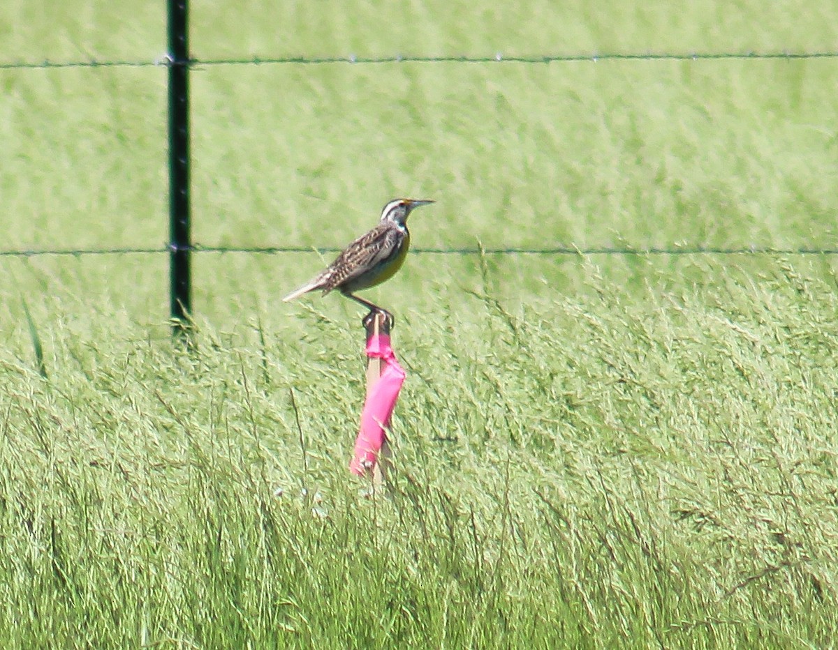 Western/Eastern Meadowlark - ML634946750