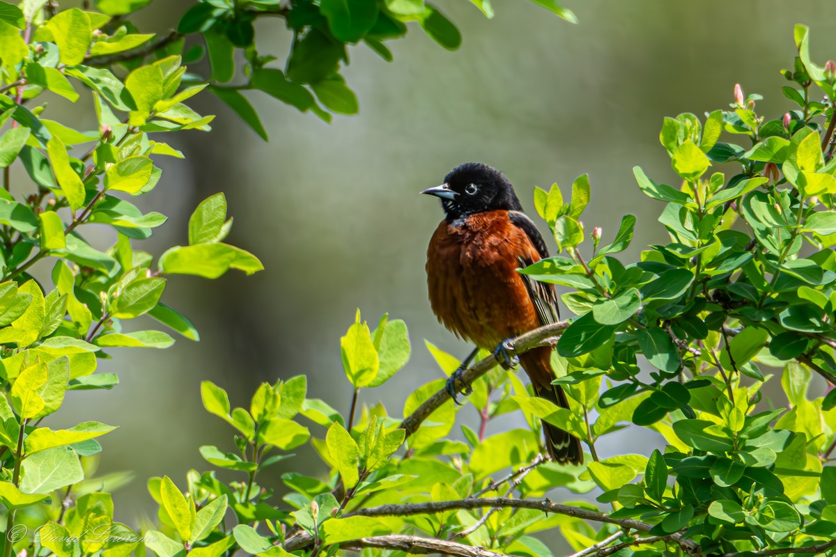 Orchard Oriole - ML634946804