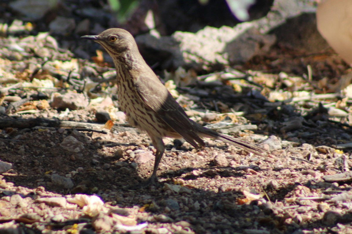Sage Thrasher - ML634946865