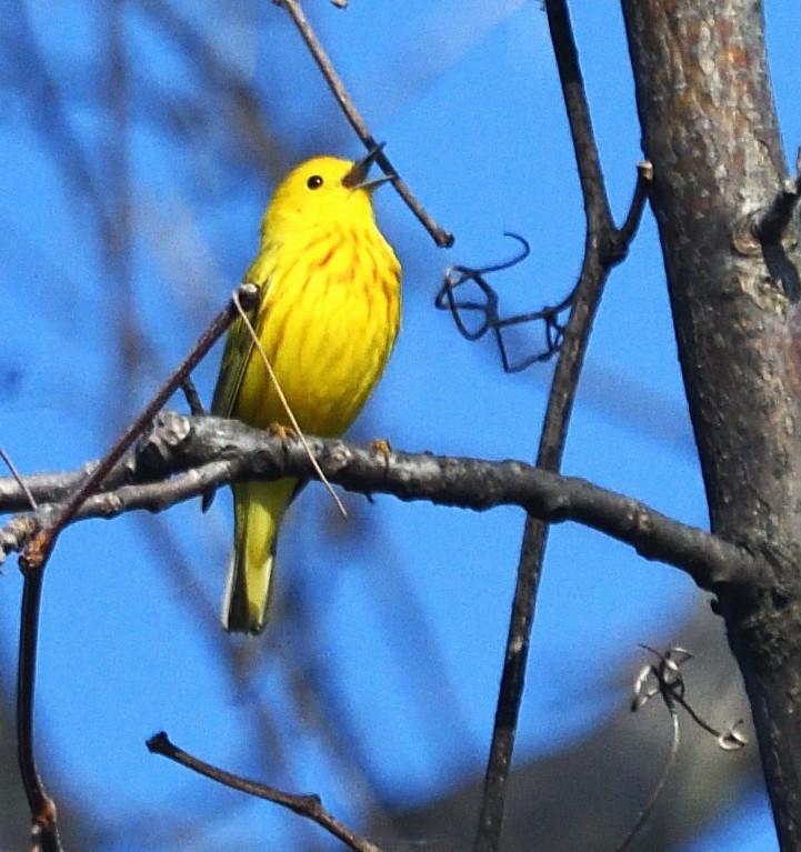 Yellow Warbler (Northern) - ML634946866