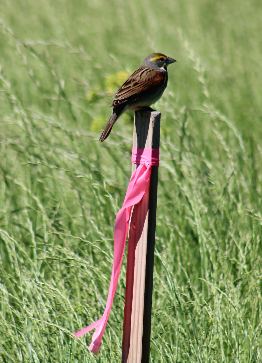 papežík americký - ML634946867