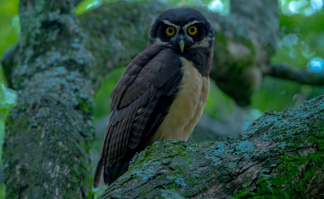 Spectacled Owl - ML634946868