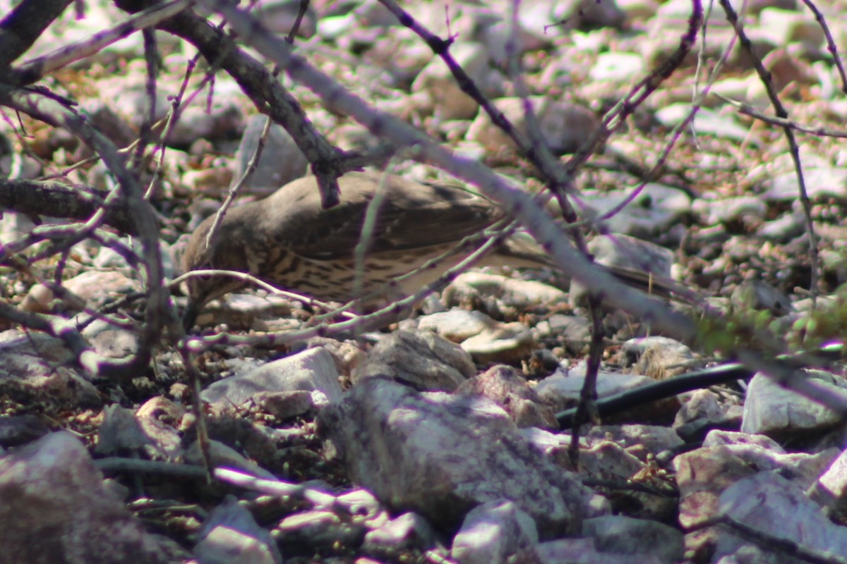 Sage Thrasher - ML634946875