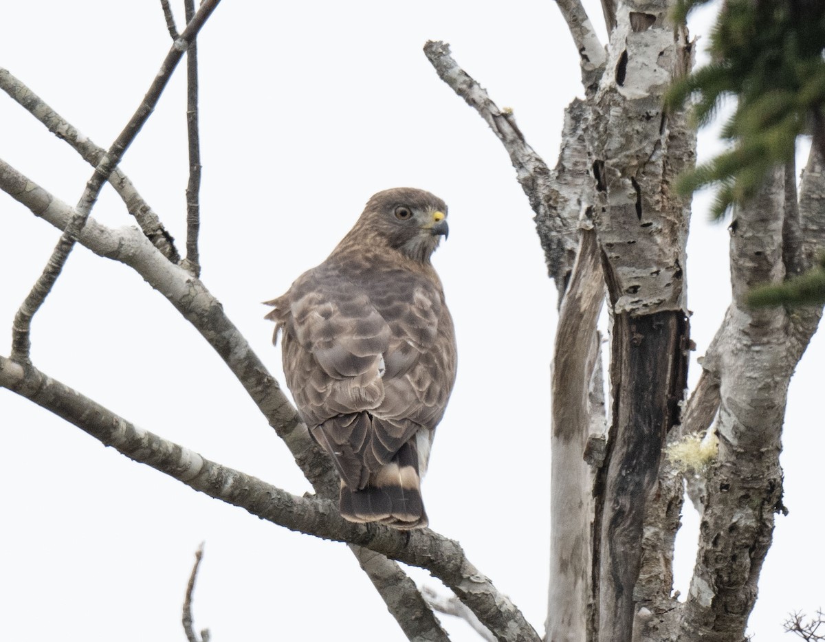 Broad-winged Hawk - ML634946889