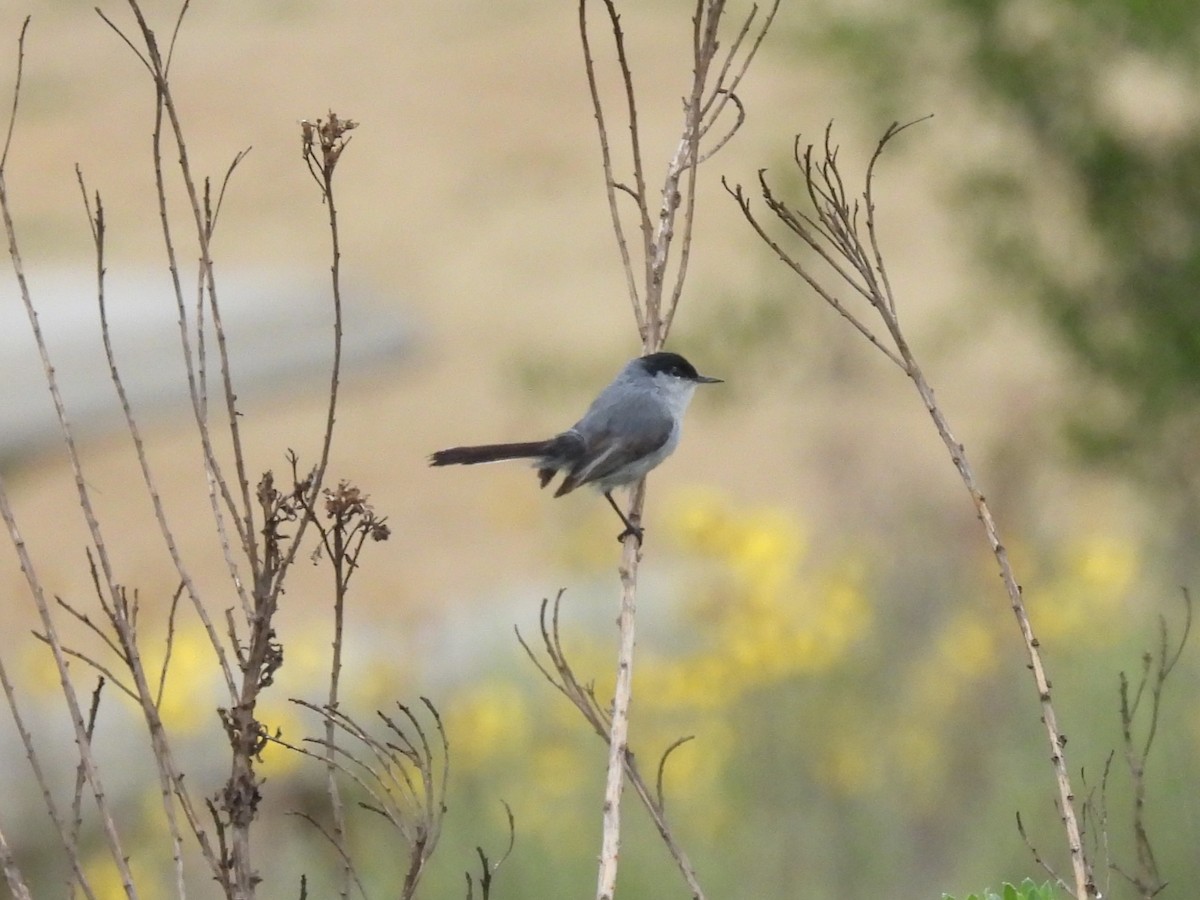California Gnatcatcher - ML634946935