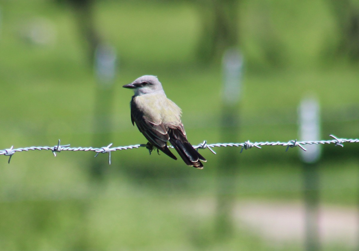 tyran západní - ML634946938