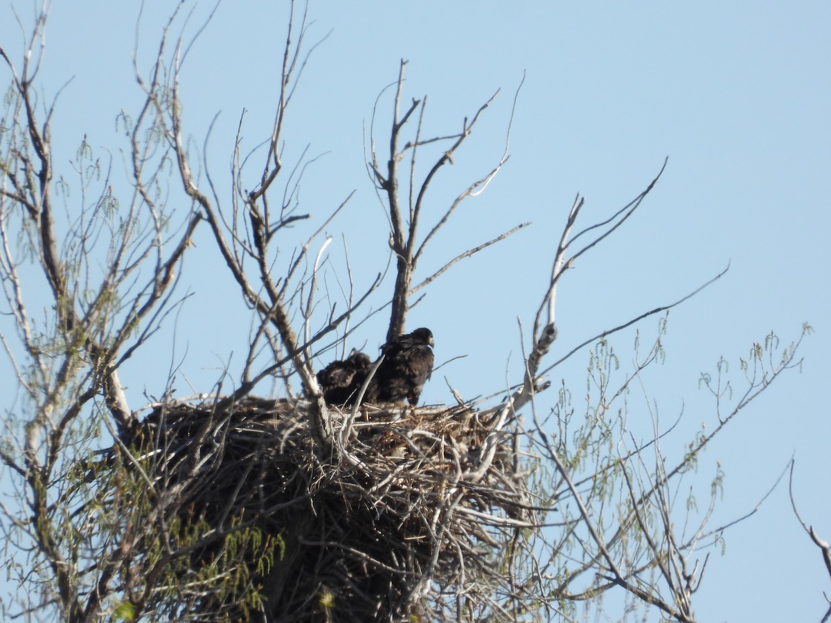 Bald Eagle - ML634946968