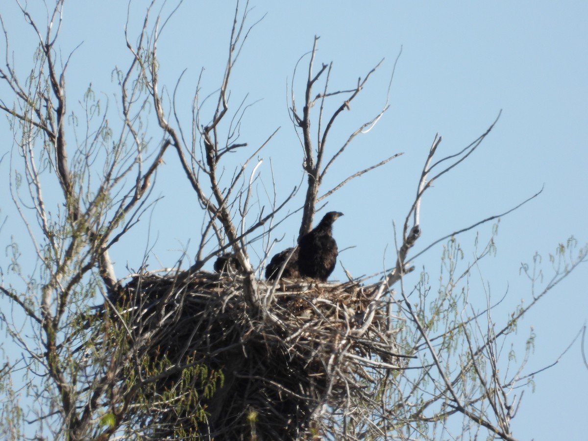 Bald Eagle - ML634946981