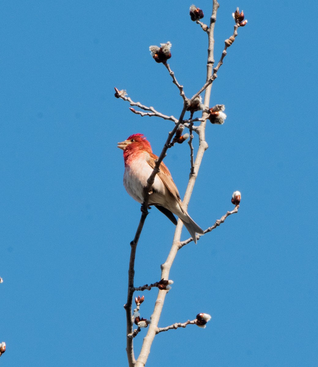 Purple Finch - ML634947000