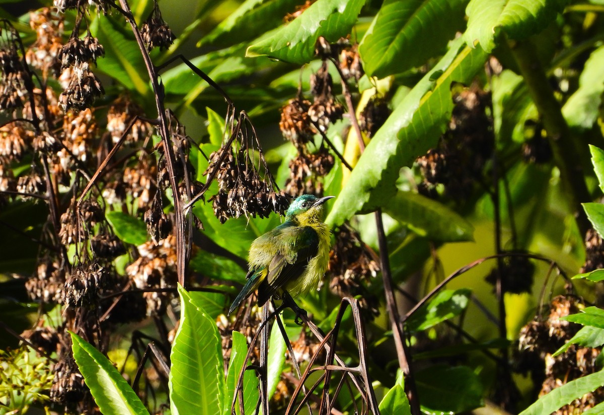 Collared Sunbird - ML634947018