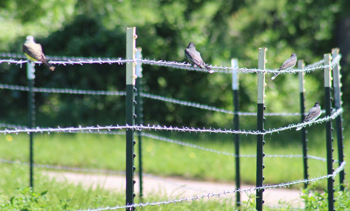 tyran západní - ML634947020