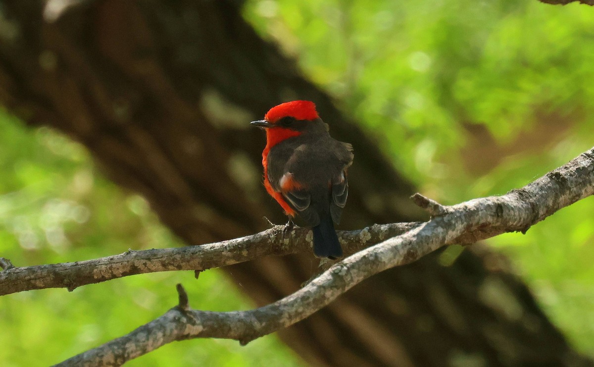 Vermilion Flycatcher - ML634947066