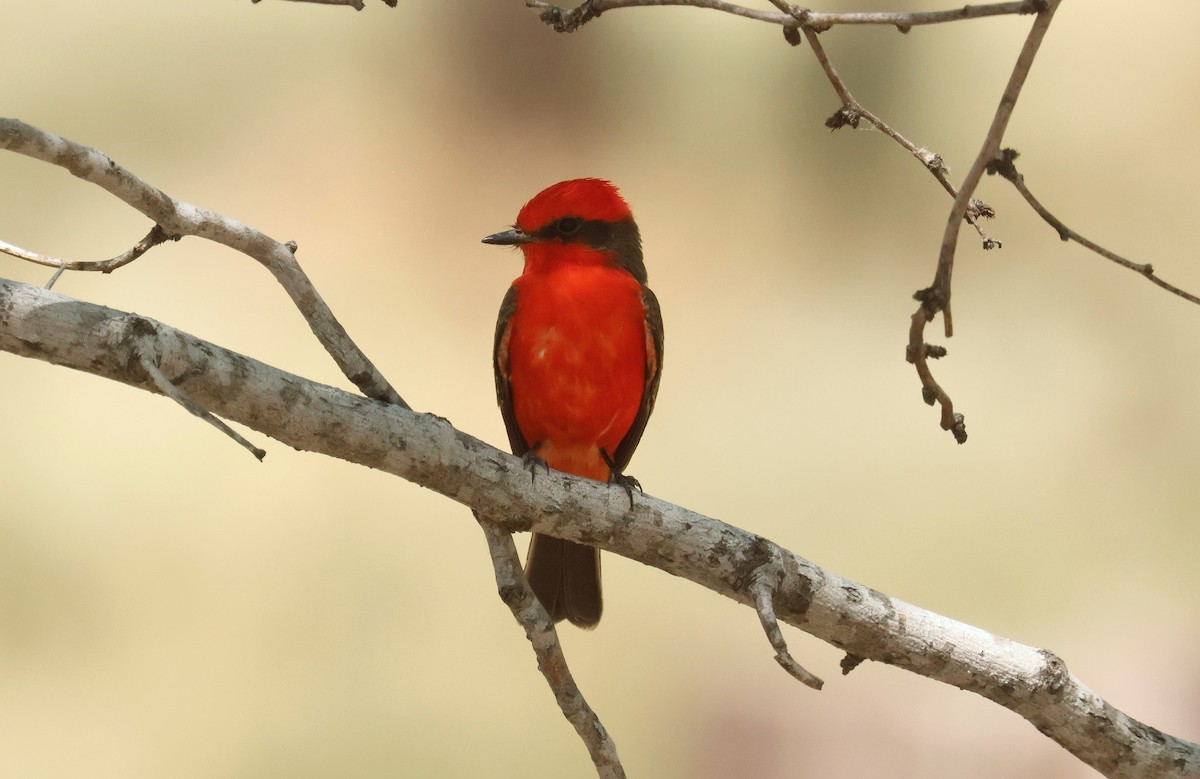 Vermilion Flycatcher - ML634947067