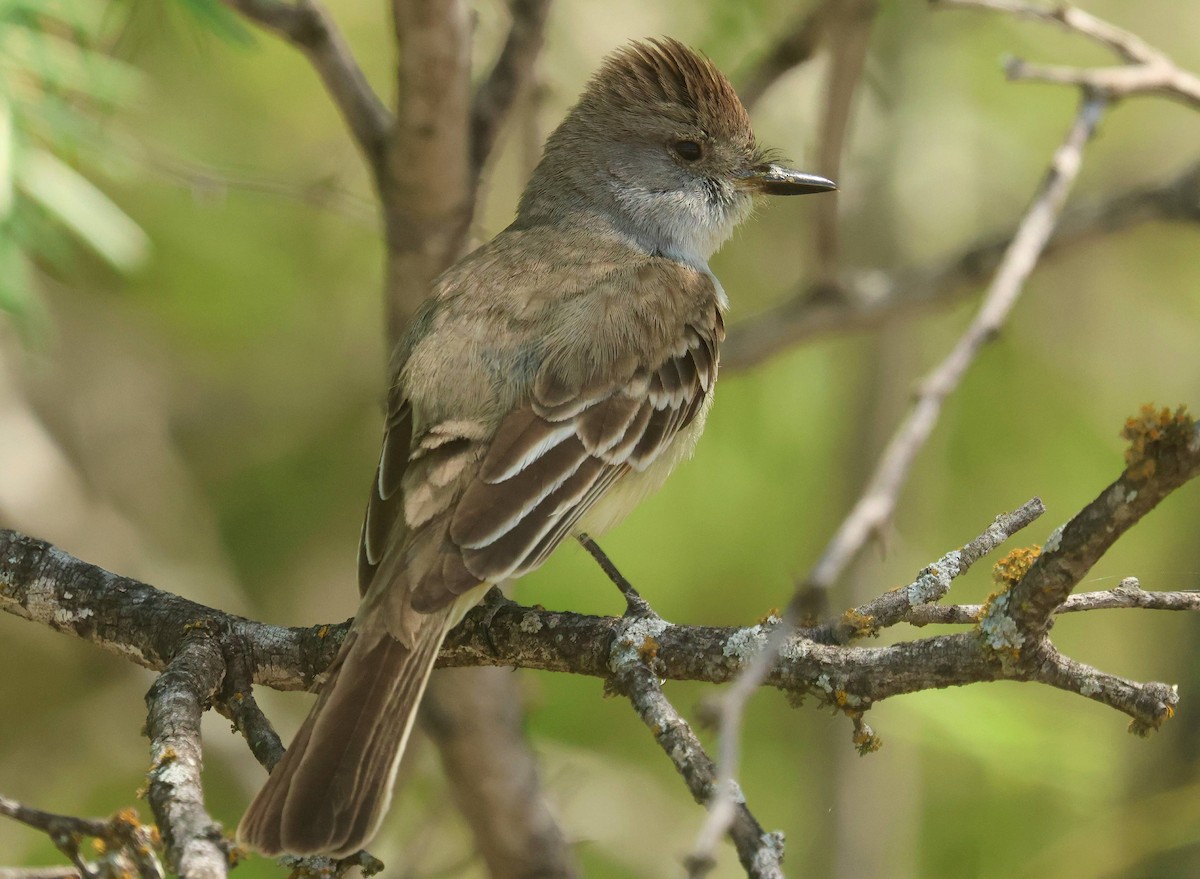 Ash-throated Flycatcher - ML634947091
