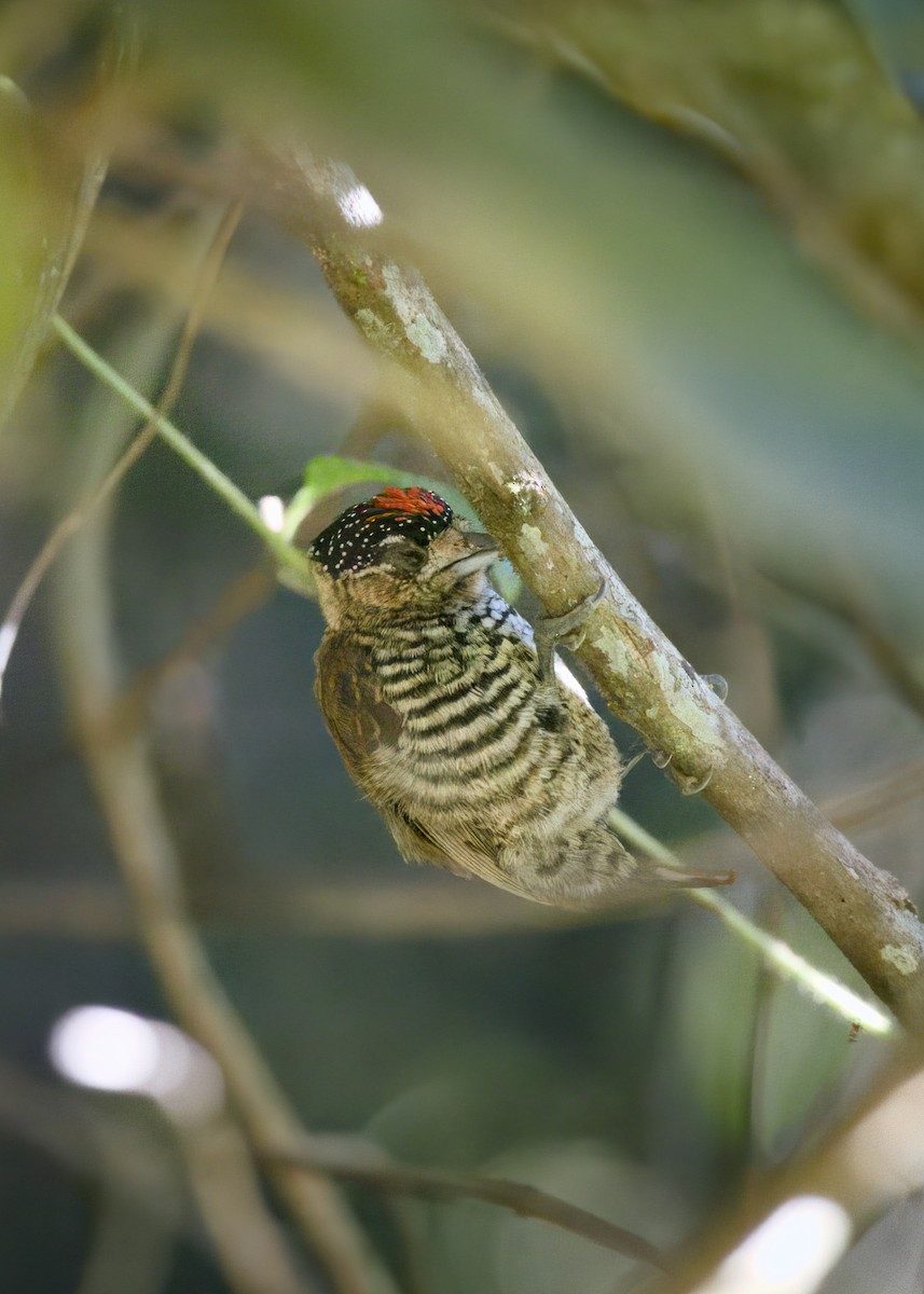 White-barred Piculet - ML634947098