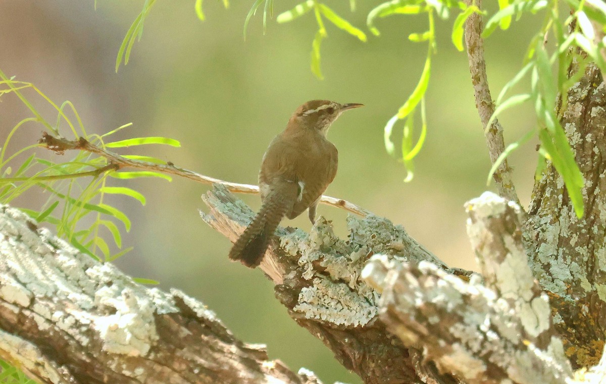 Bewick's Wren - ML634947107