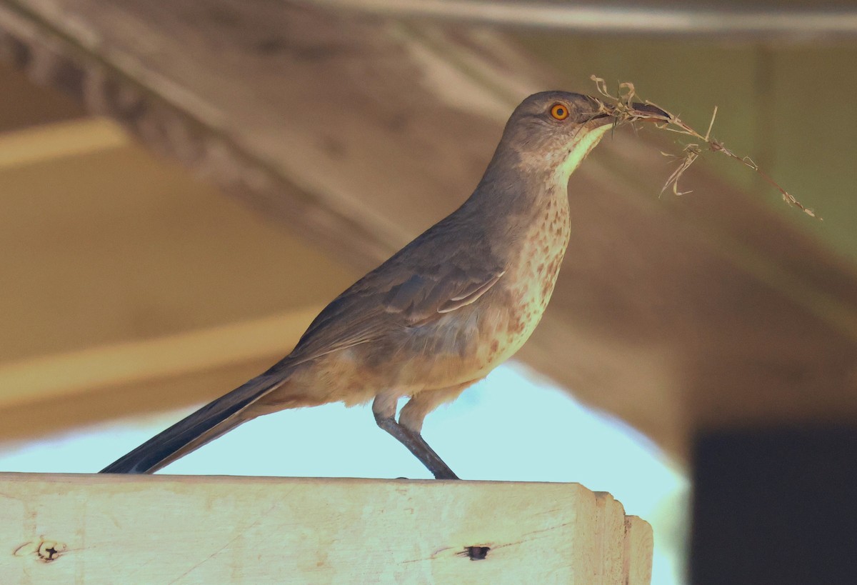 Curve-billed Thrasher - ML634947123