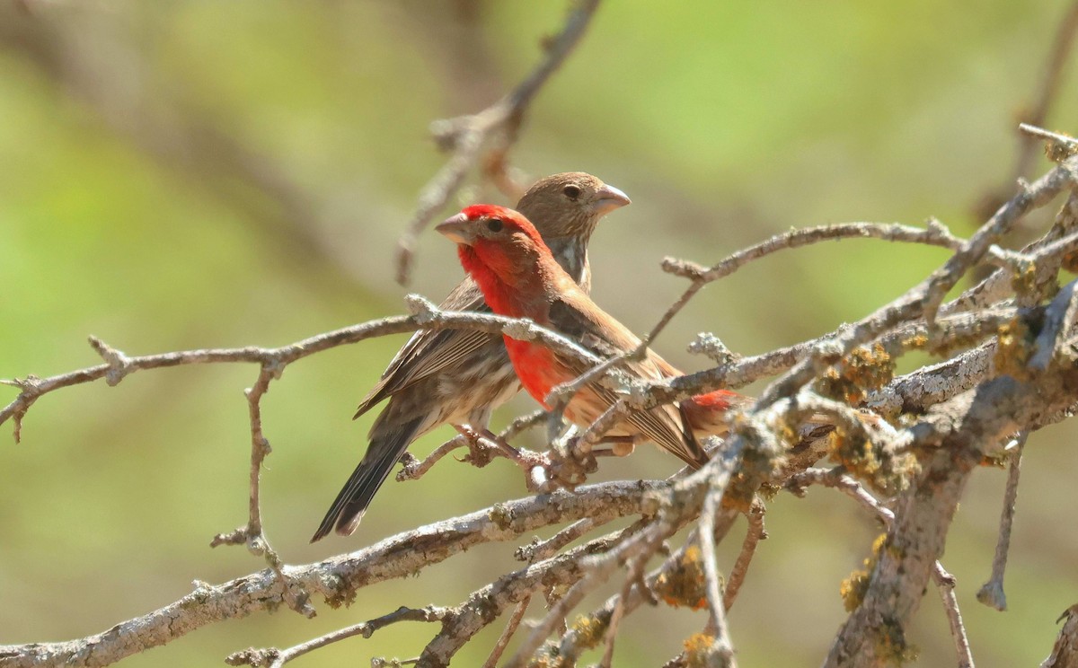 House Finch - ML634947163