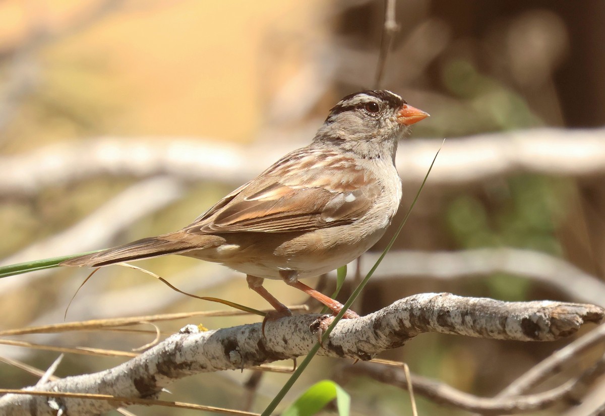 Bruant à couronne blanche - ML634947187