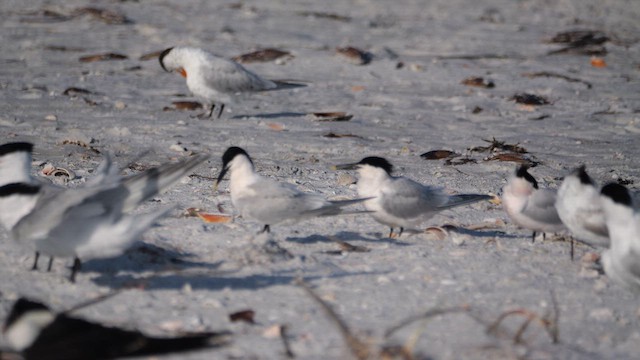 Sandwich Tern - ML634947256
