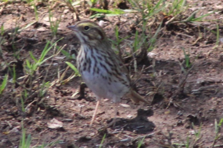 Savannah Sparrow - ML634947387