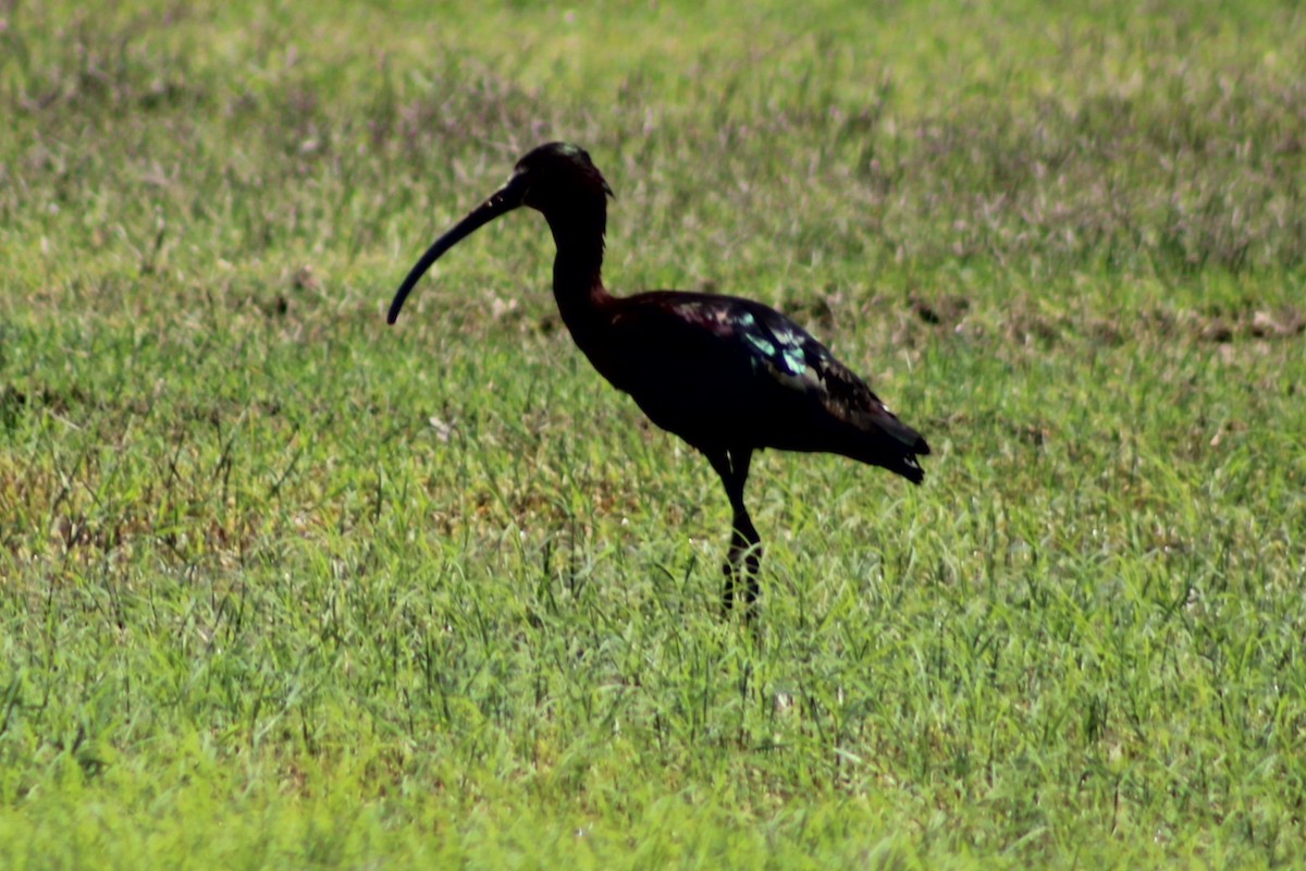 White-faced Ibis - ML634947406