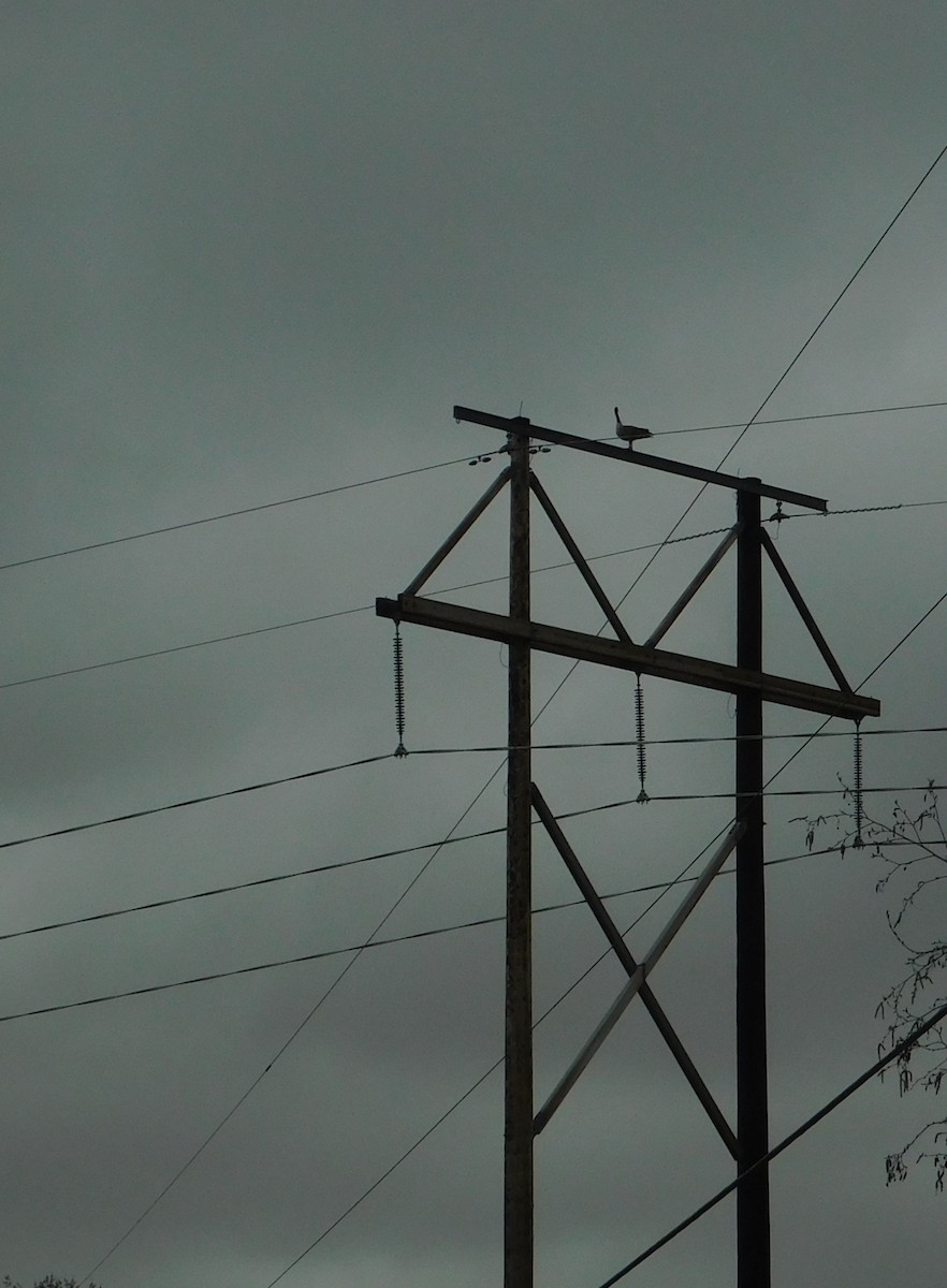 Canada Goose - ML634947428