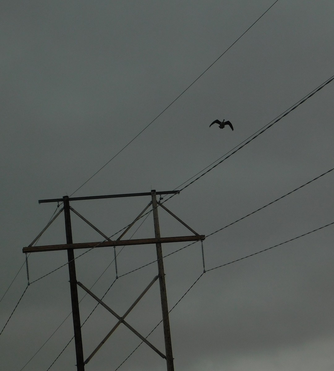 Canada Goose - ML634947498