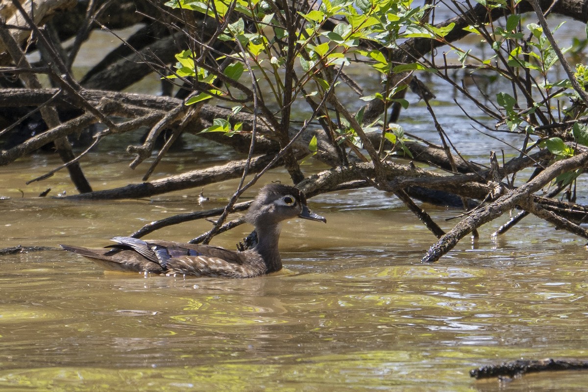 Wood Duck - ML634947597