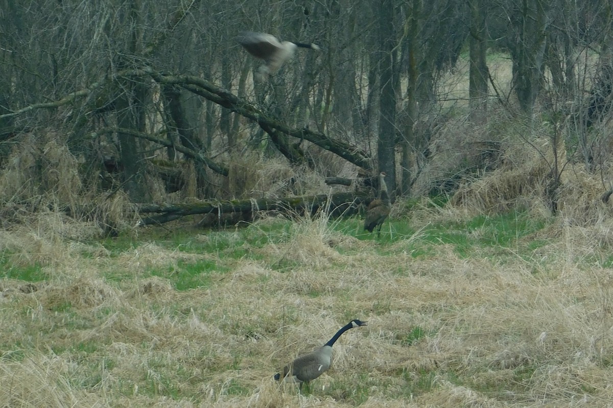 Canada Goose - ML634947626