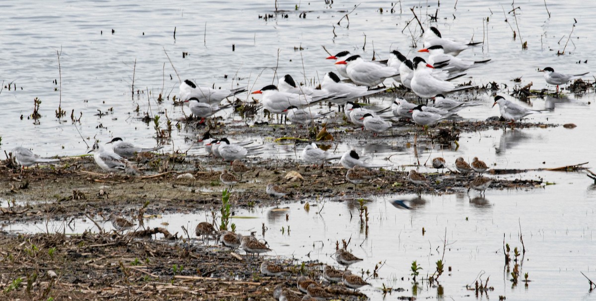 Bonaparte's Gull - ML634947637