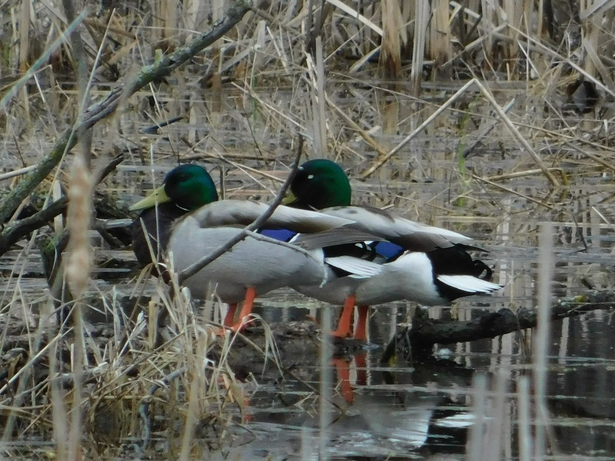 Mallard - ML634947668