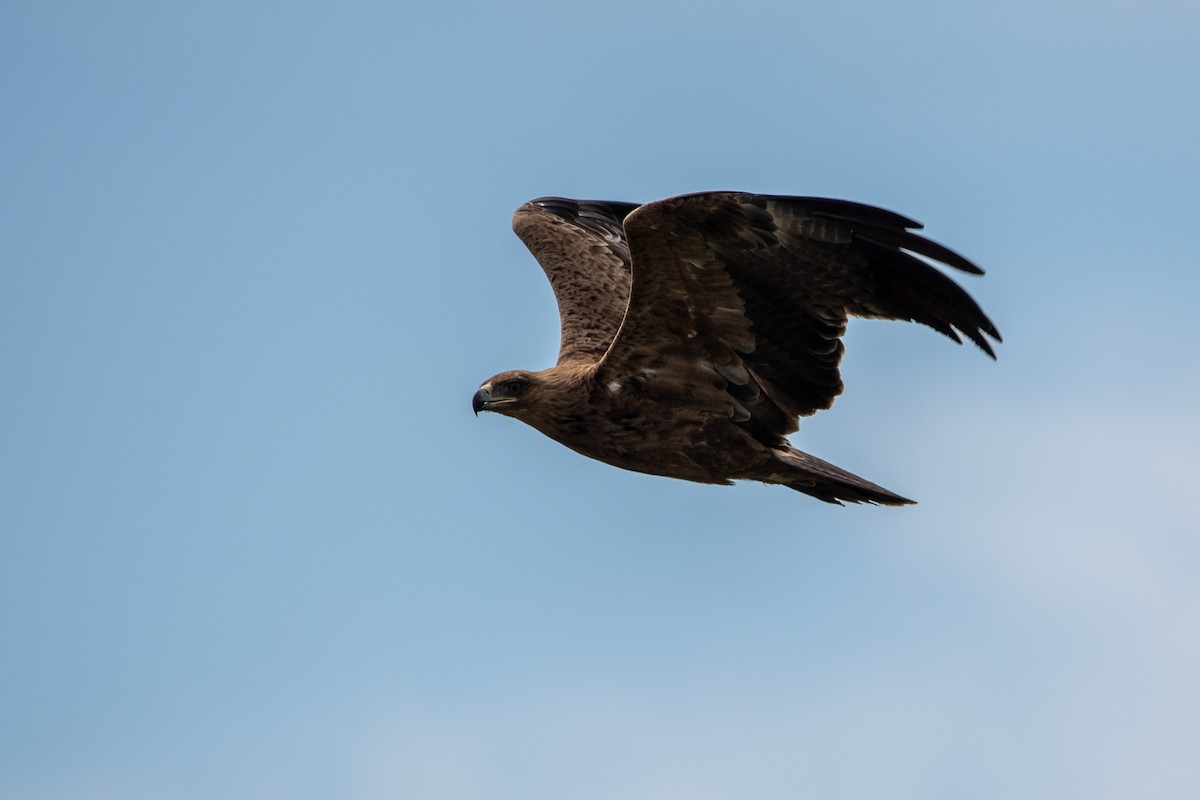 Tawny Eagle - ML634947686