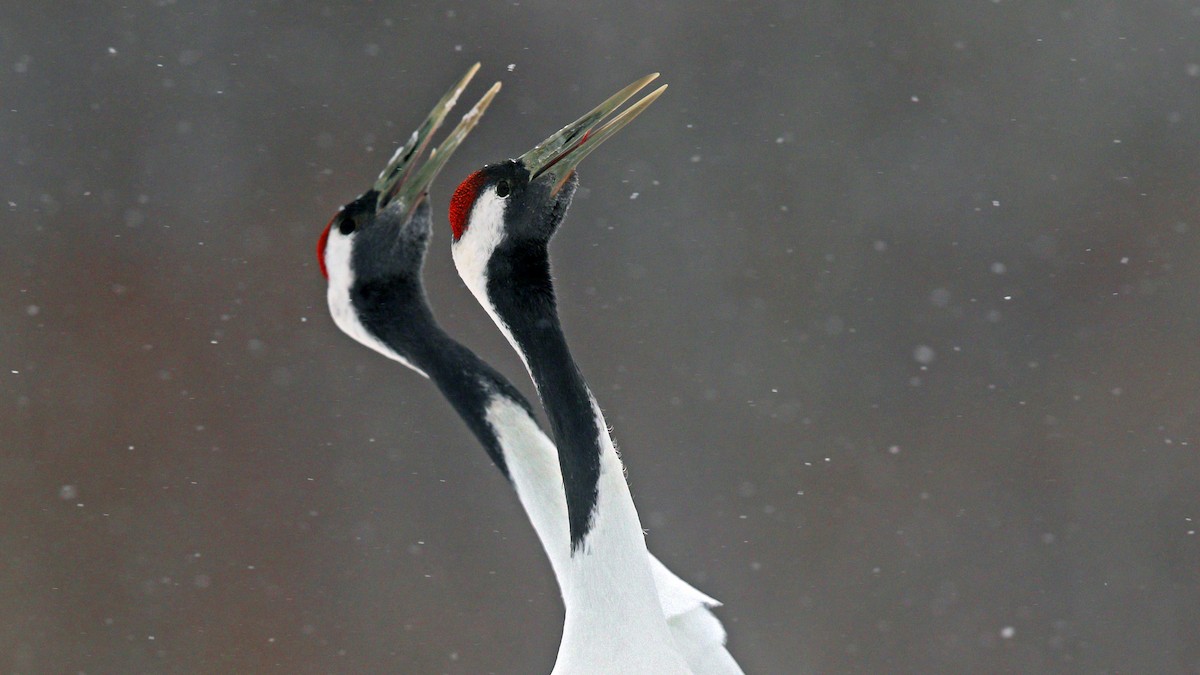 Red-crowned Crane - ML634947723