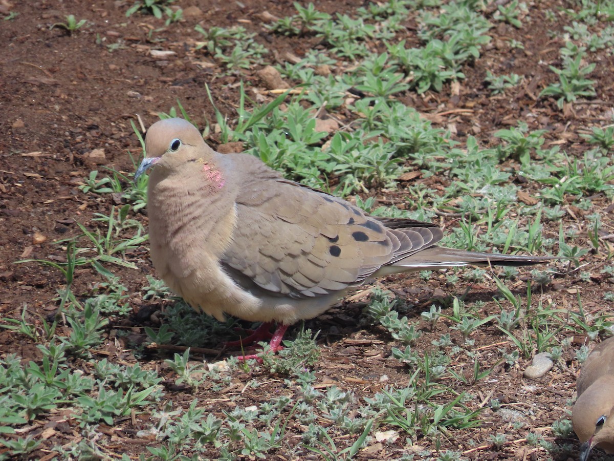 Mourning Dove - ML634947813