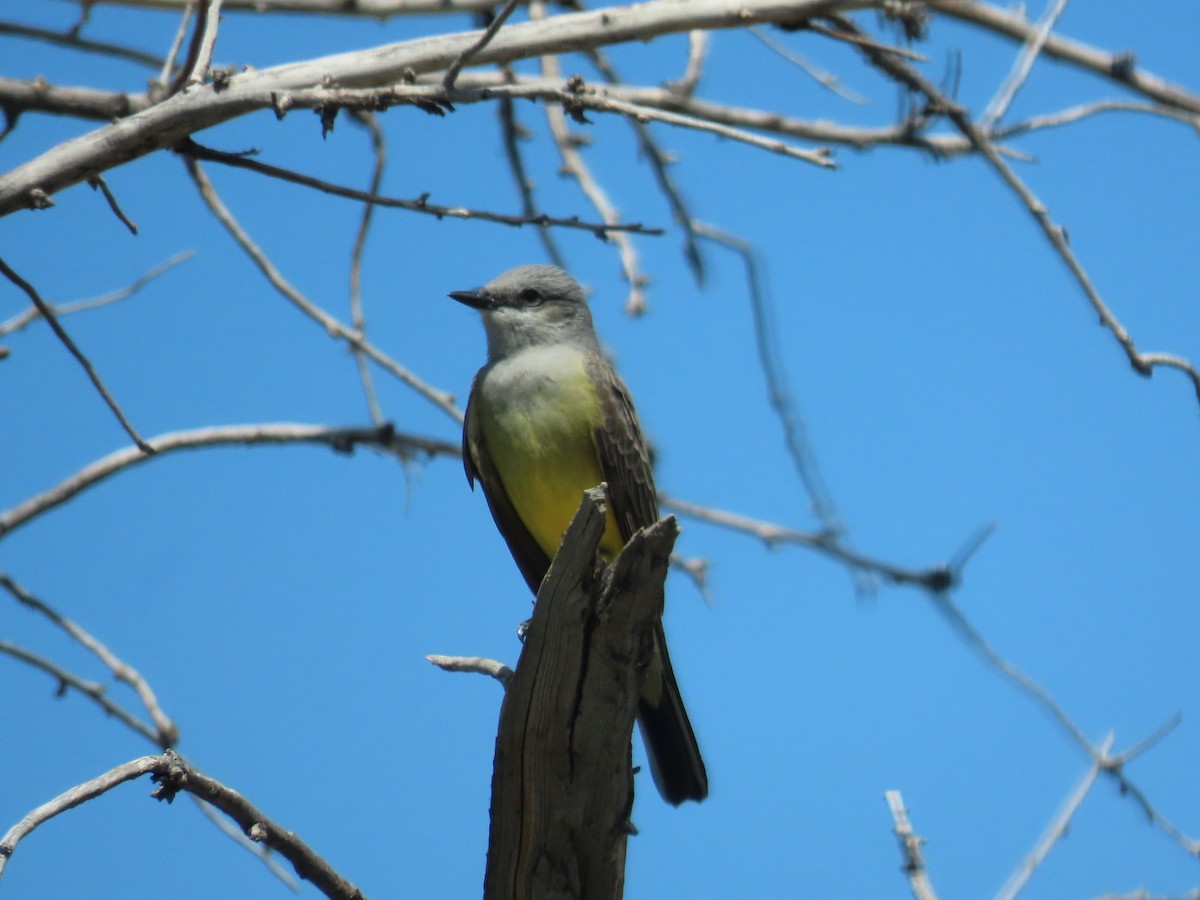 Western Kingbird - ML634947832