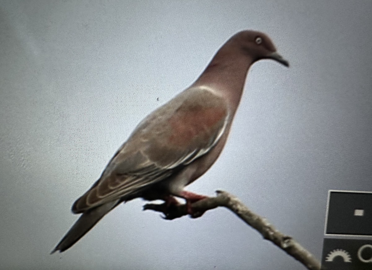 Plain Pigeon - ML634947848