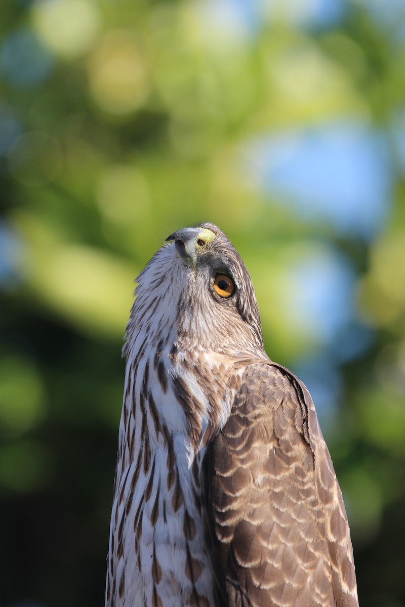 Cooper's Hawk - ML634947858