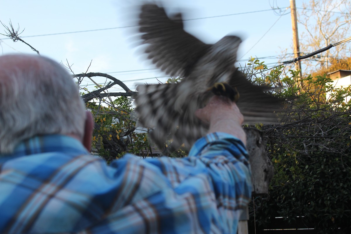 Cooper's Hawk - ML634947881