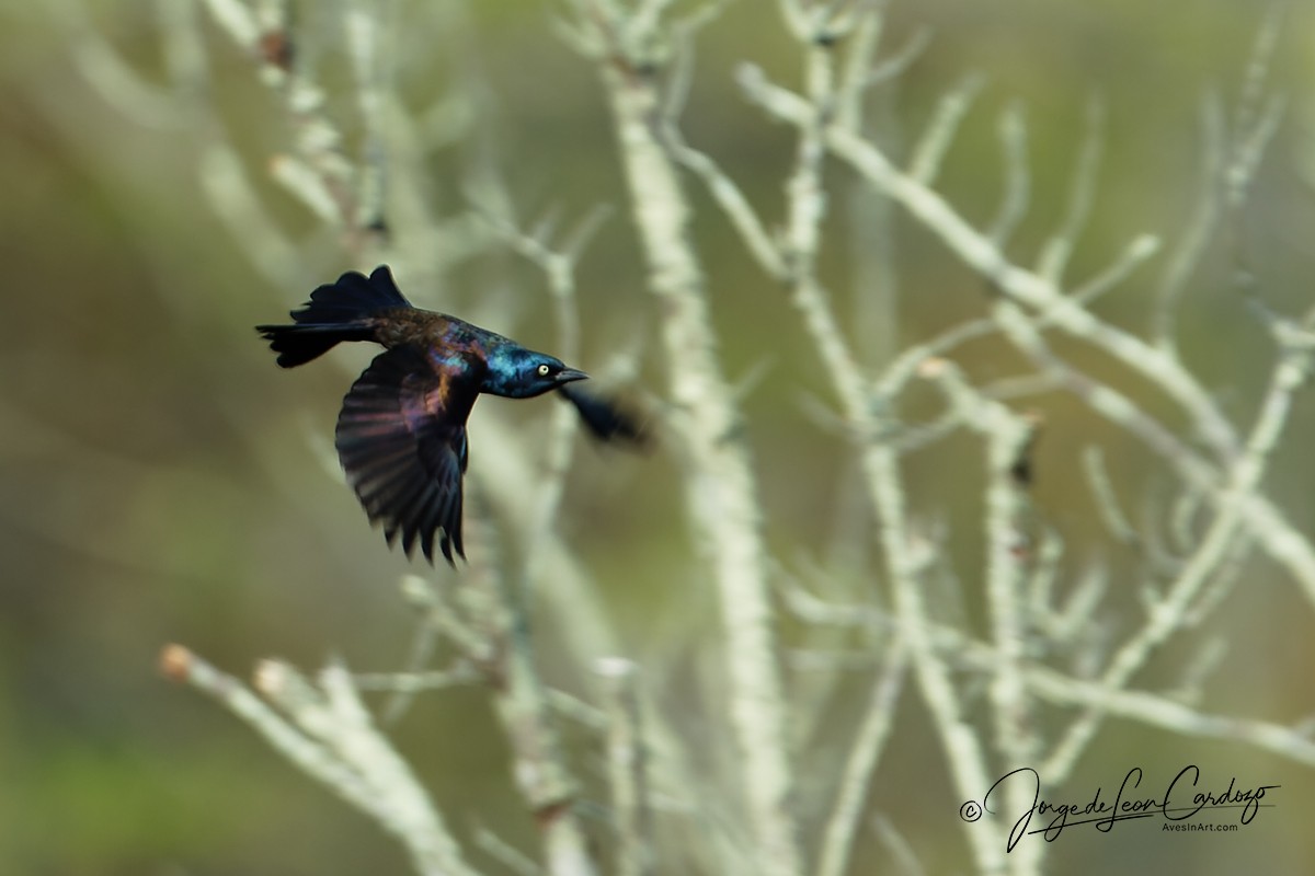 Common Grackle - ML634947911