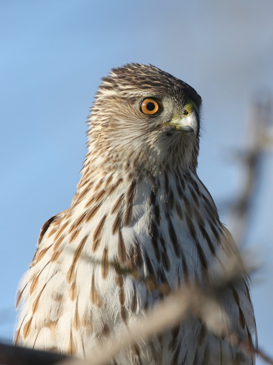 Cooper's Hawk - ML634947914
