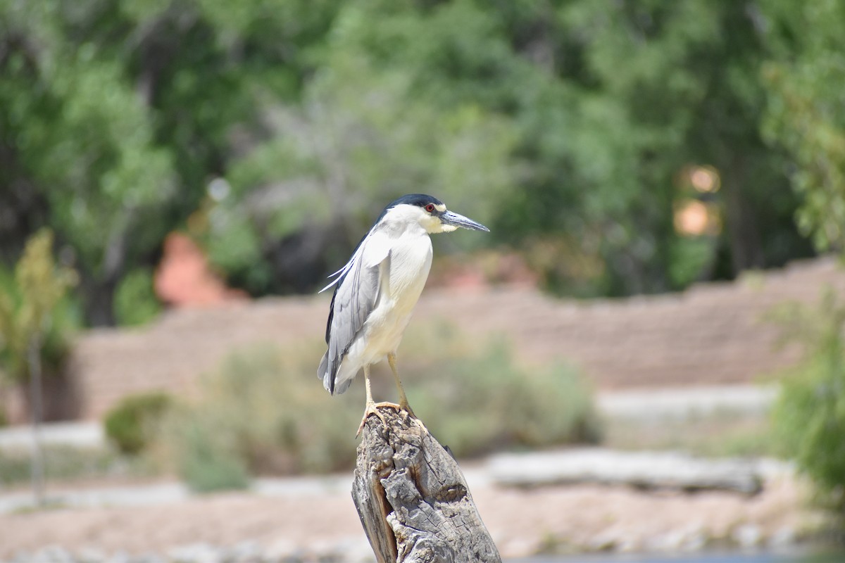 Black-crowned Night Heron - ML634947972